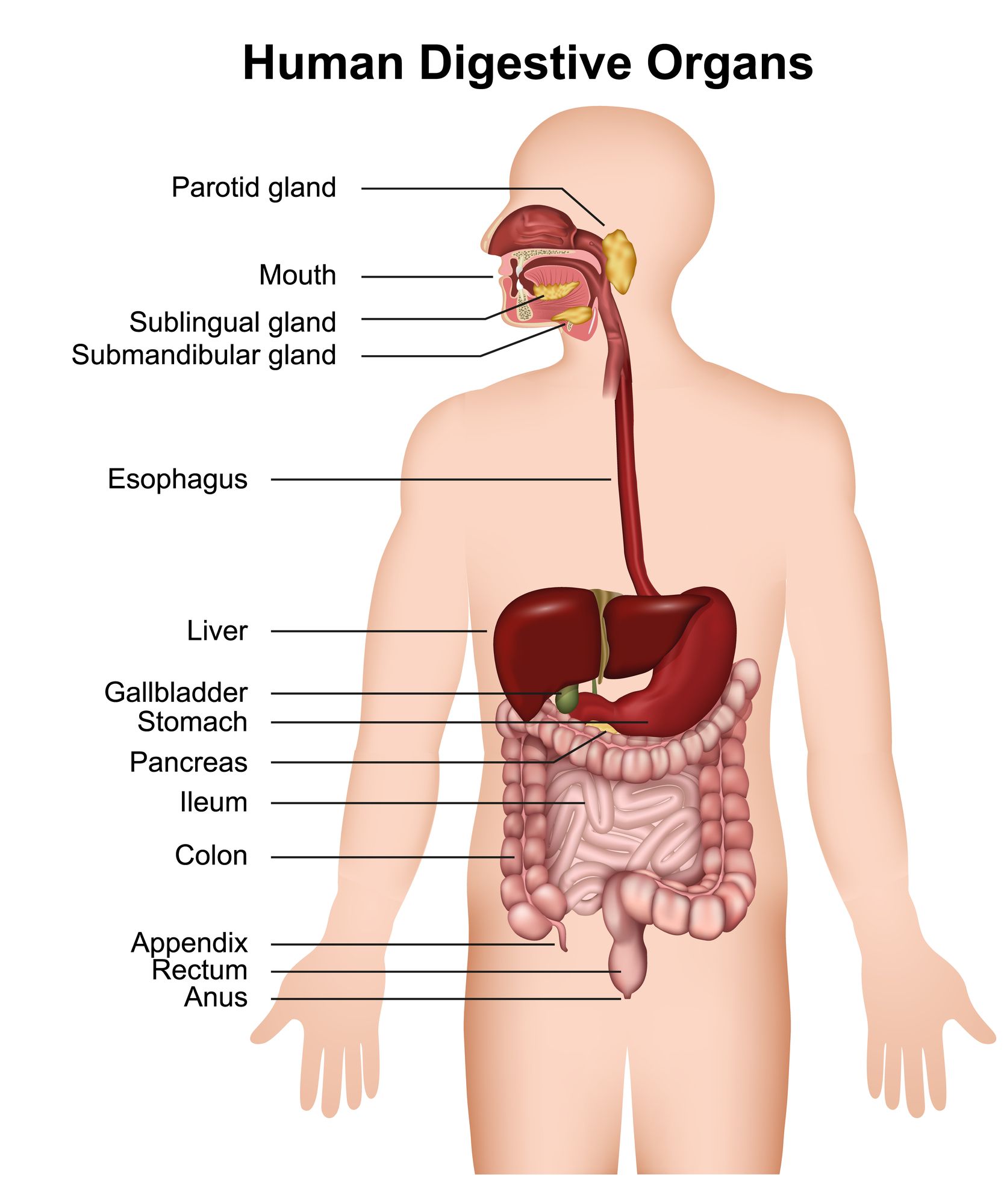 Day 3: The Digestive System